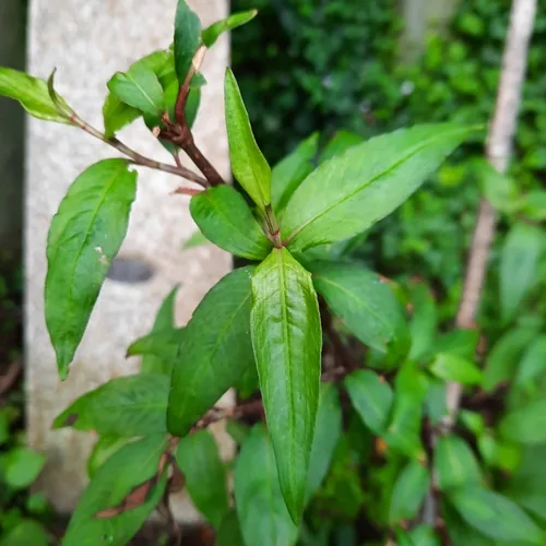 Photo: (c) kiwialli, some rights reserved · CC BY · via iNaturalist Vietnamese coriander (Persicaria odorata), photograph