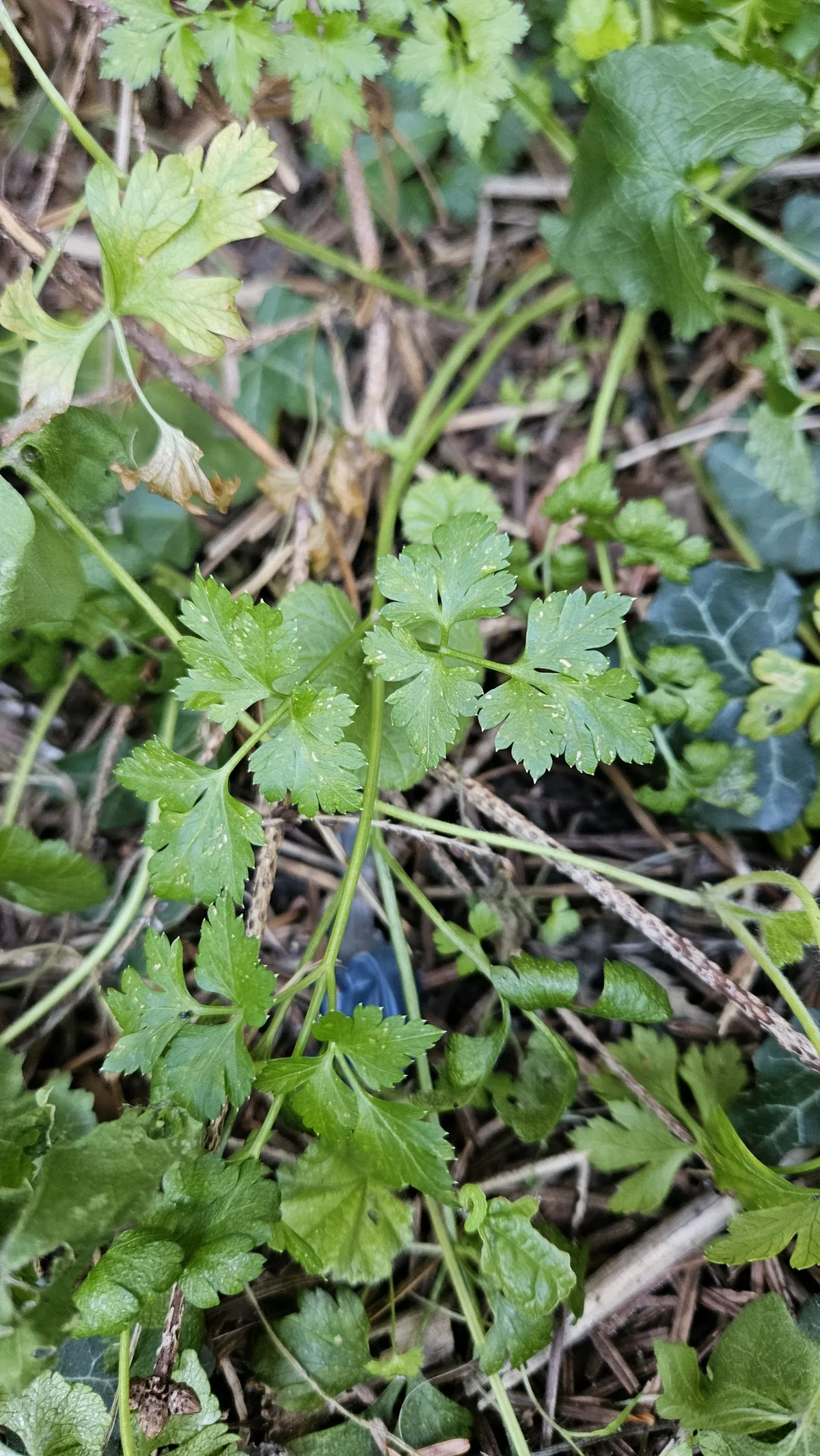 parsley (Petroselinum crispum), photograph