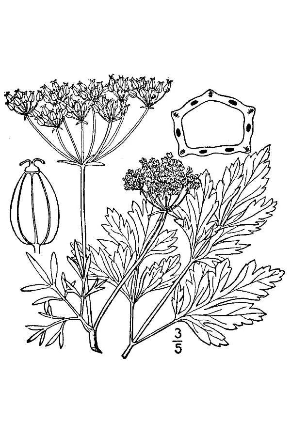 Parsley (Petroselinum crispum), botanical illustration