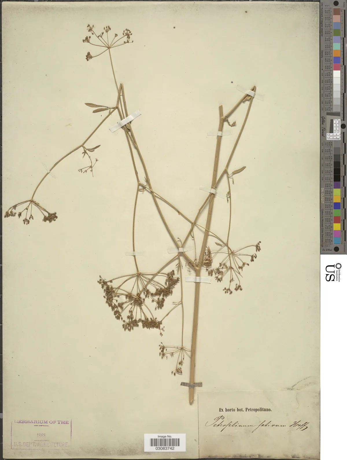 Parsley (Petroselinum crispum), photograph