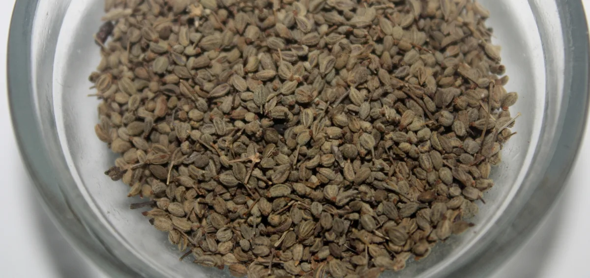 Parsley (Petroselinum crispum), photograph
