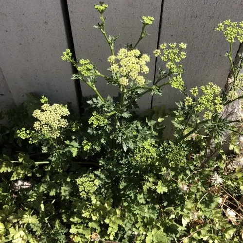 Parsley (Petroselinum crispum), photograph