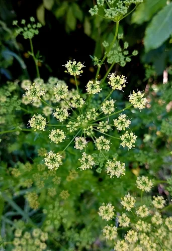 Parsley (Petroselinum crispum), photograph