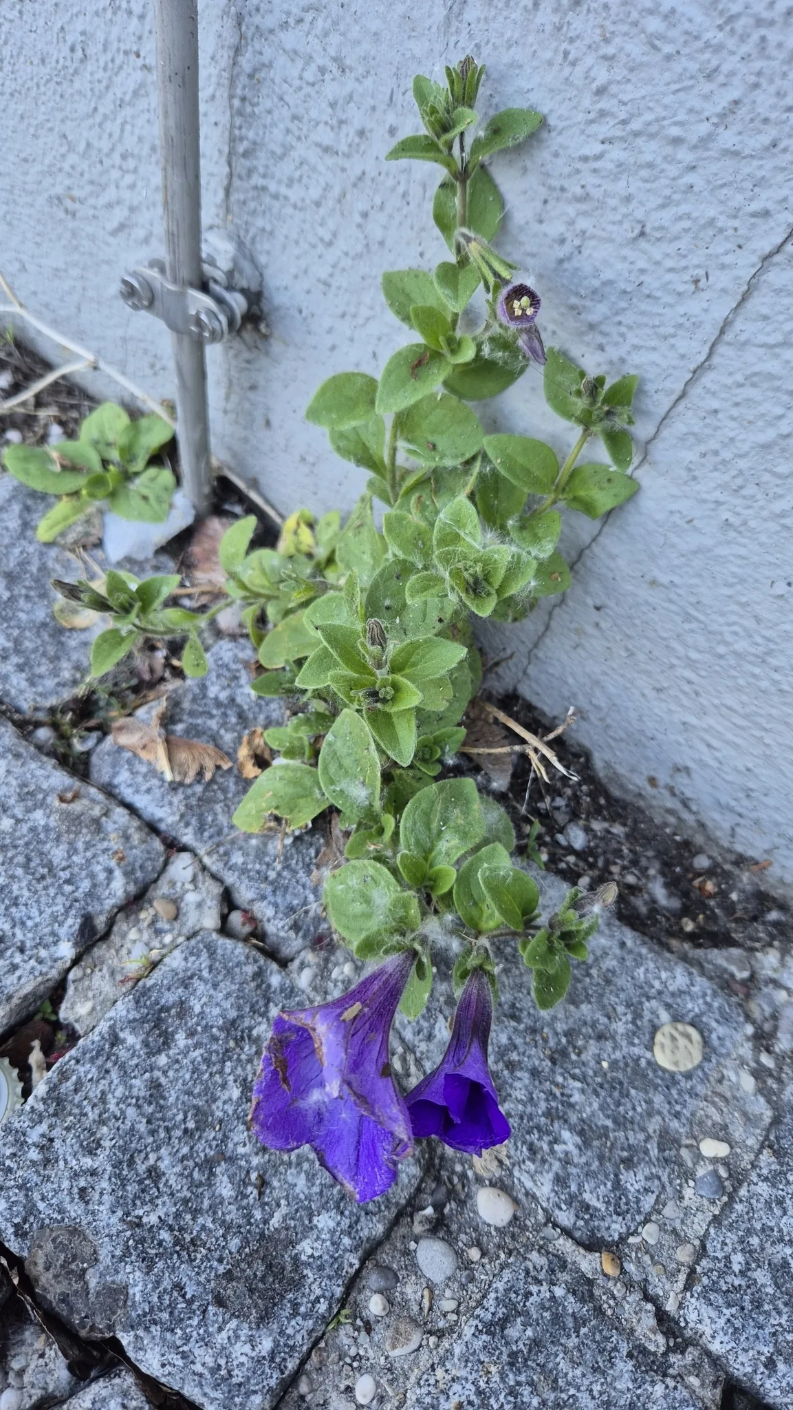 Petunia (Petunia × atkinsiana), photograph
