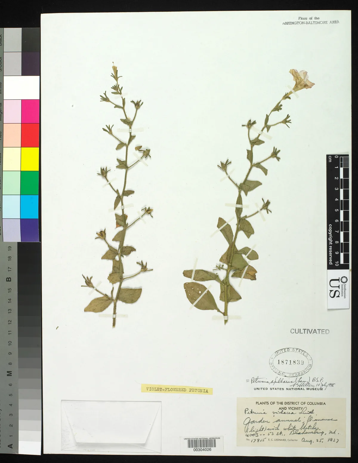 Petunia (Petunia × atkinsiana), photograph