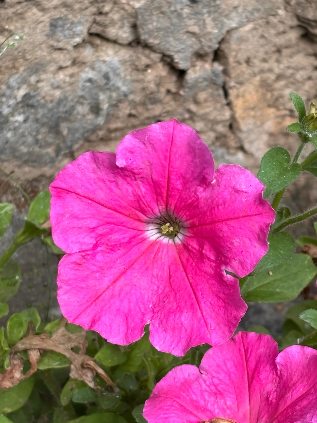 Petunia (Petunia × atkinsiana), photograph