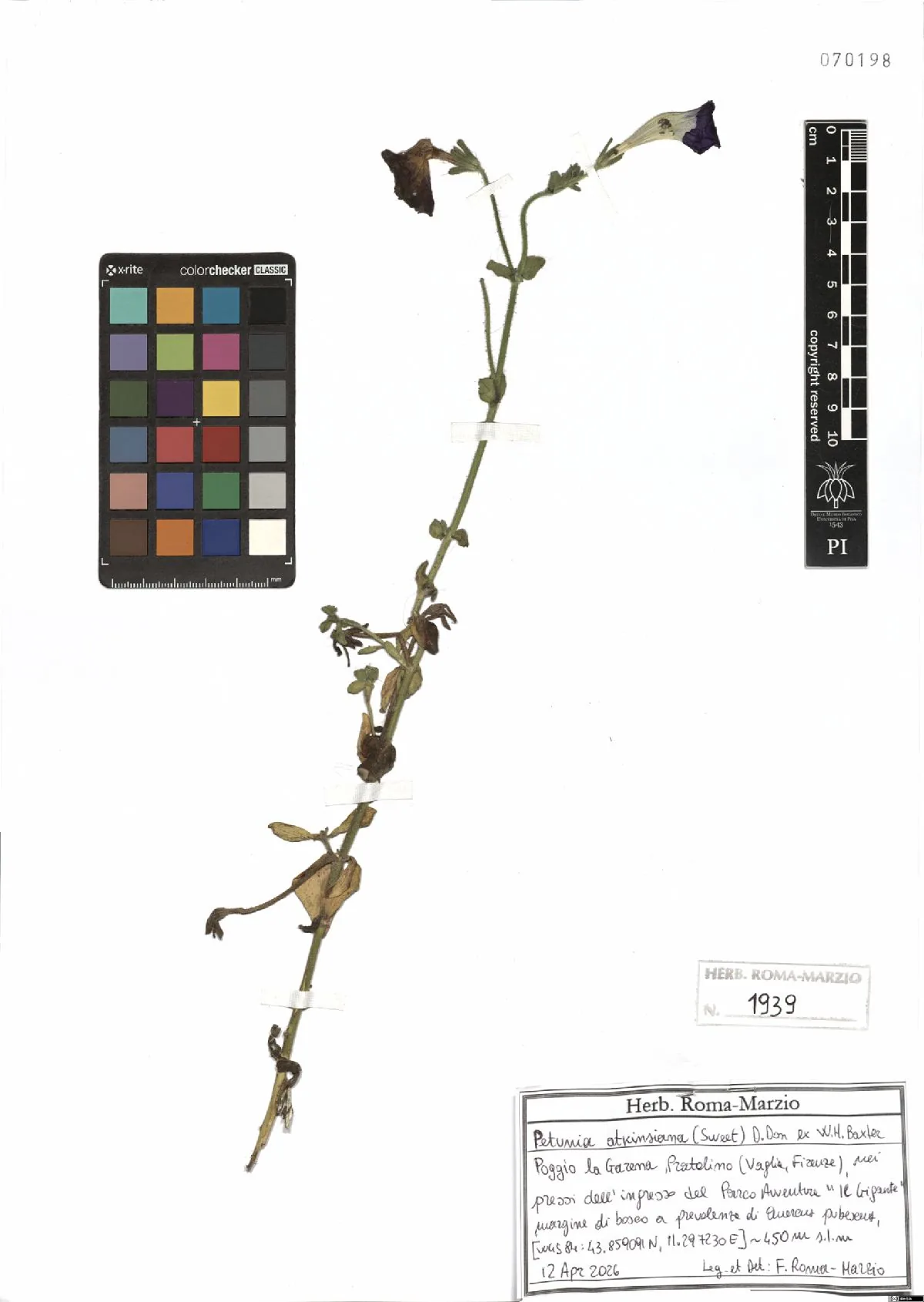 Photo: GBIF contributor · CC BY · via GBIF Petunia (Petunia × atkinsiana), photograph