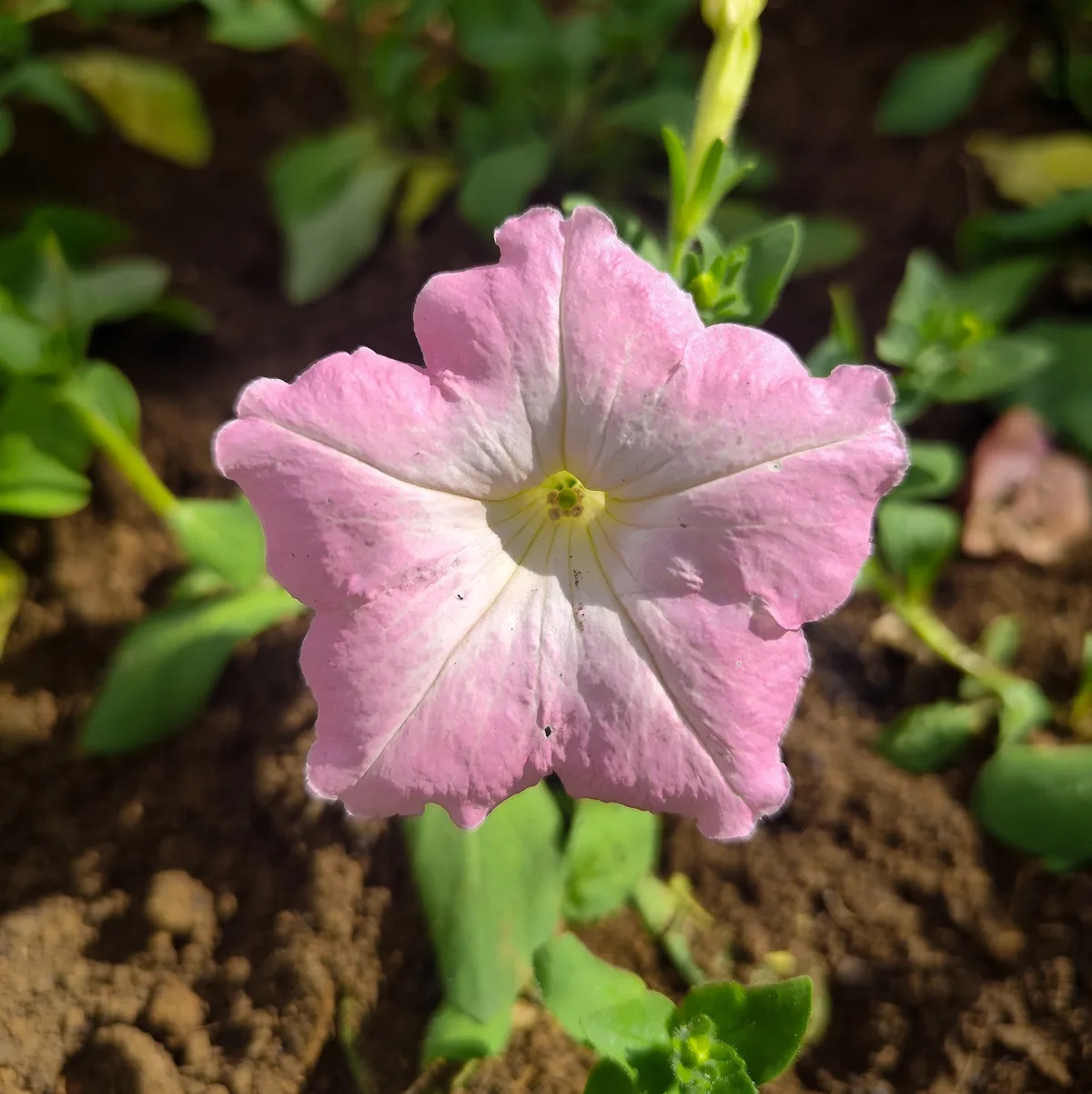 Photo: Jhonatan Matheus, via iNaturalist · CC BY · via GBIF petunia (Petunia × atkinsiana), photograph