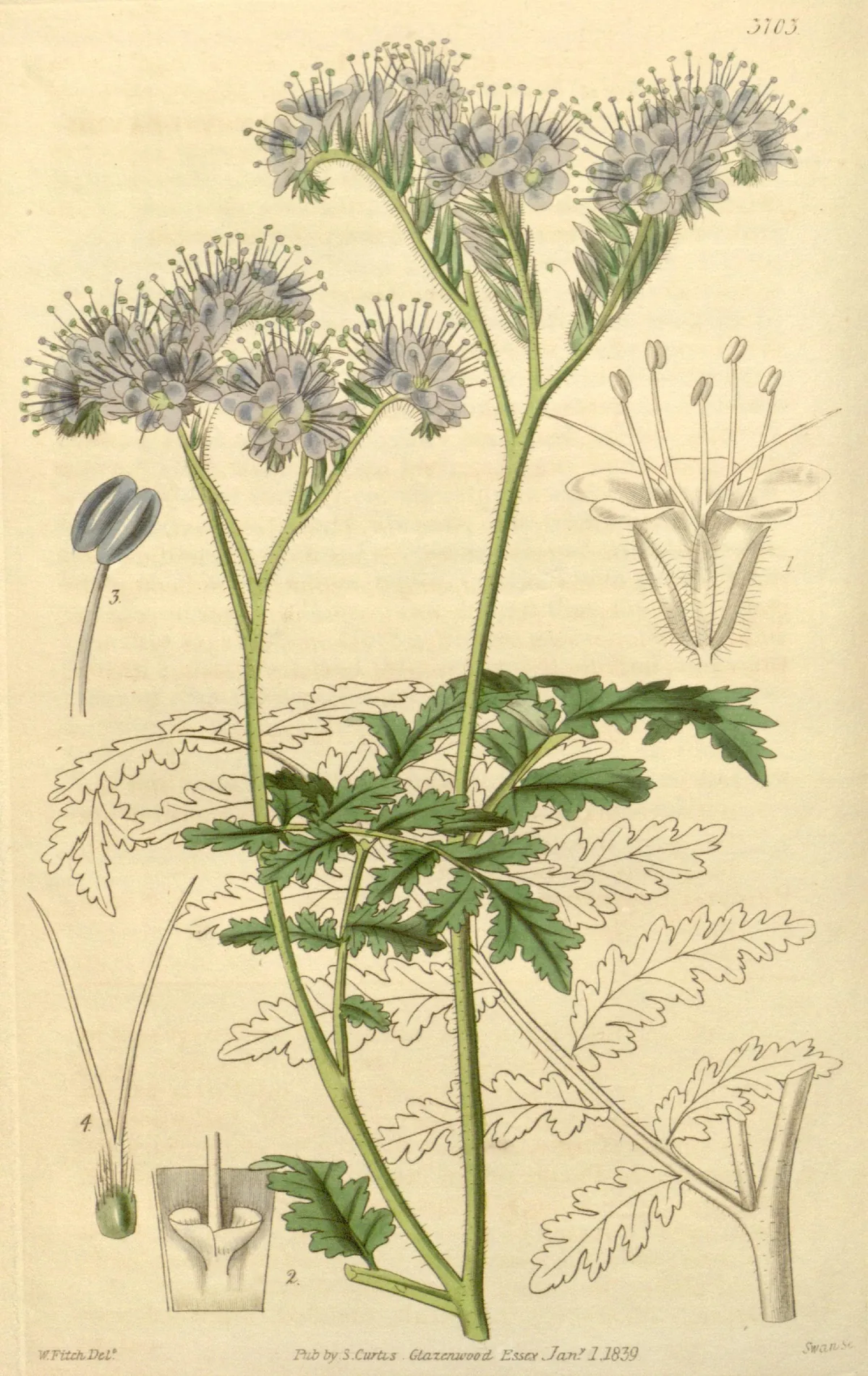 Phacelia (Phacelia tanacetifolia), botanical illustration