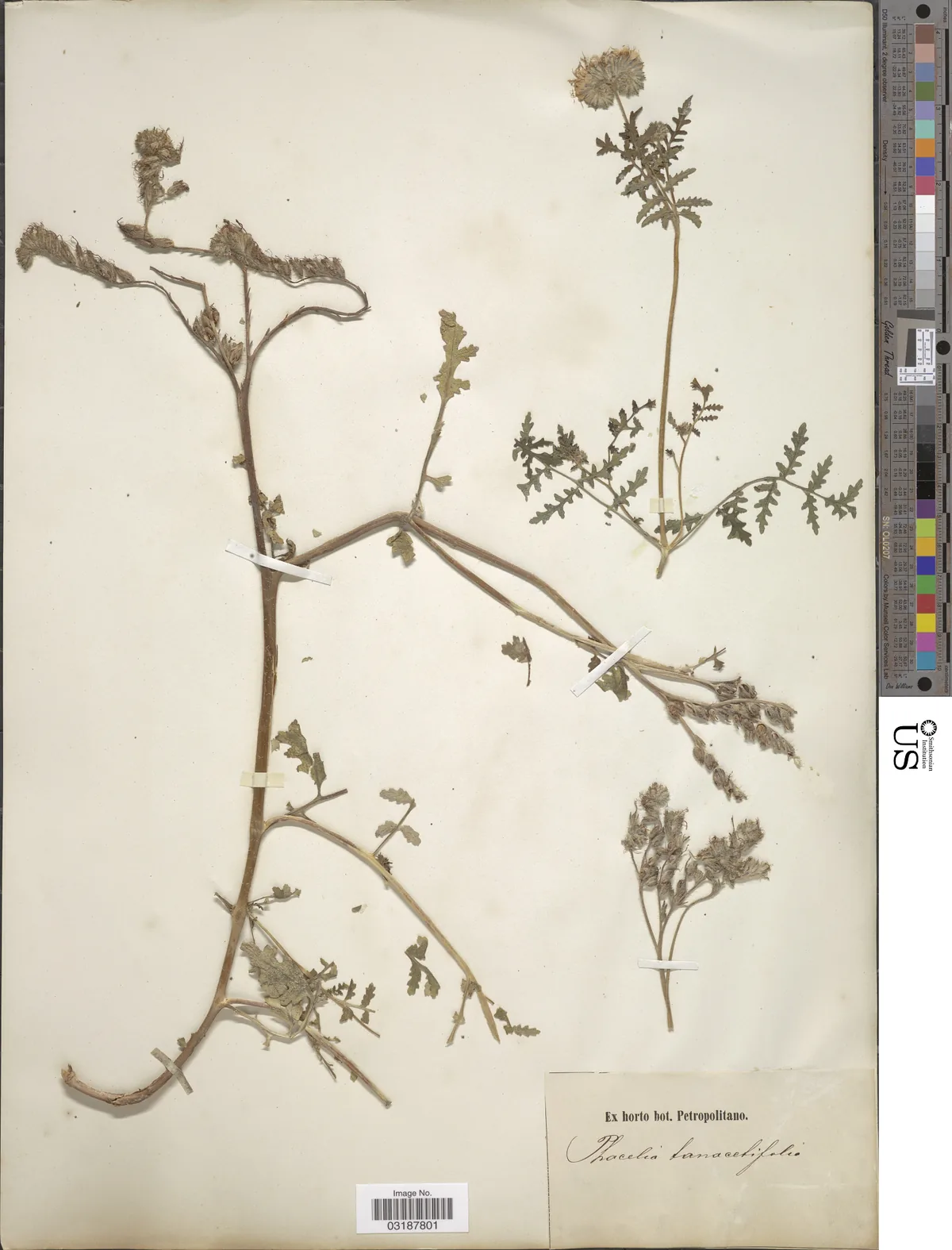 Phacelia (Phacelia tanacetifolia), photograph