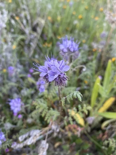 Phacelia (Phacelia tanacetifolia), photograph