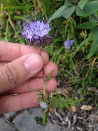 Photo: (c) Jon Sullivan, some rights reserved (CC BY) · cc-by · via iNaturalist Phacelia (Phacelia tanacetifolia), photograph