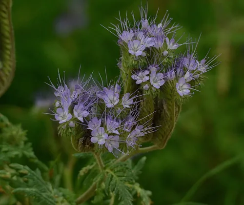 Photo: (c) Pavel Komkov, some rights reserved · CC BY · via iNaturalist phacelia, photograph