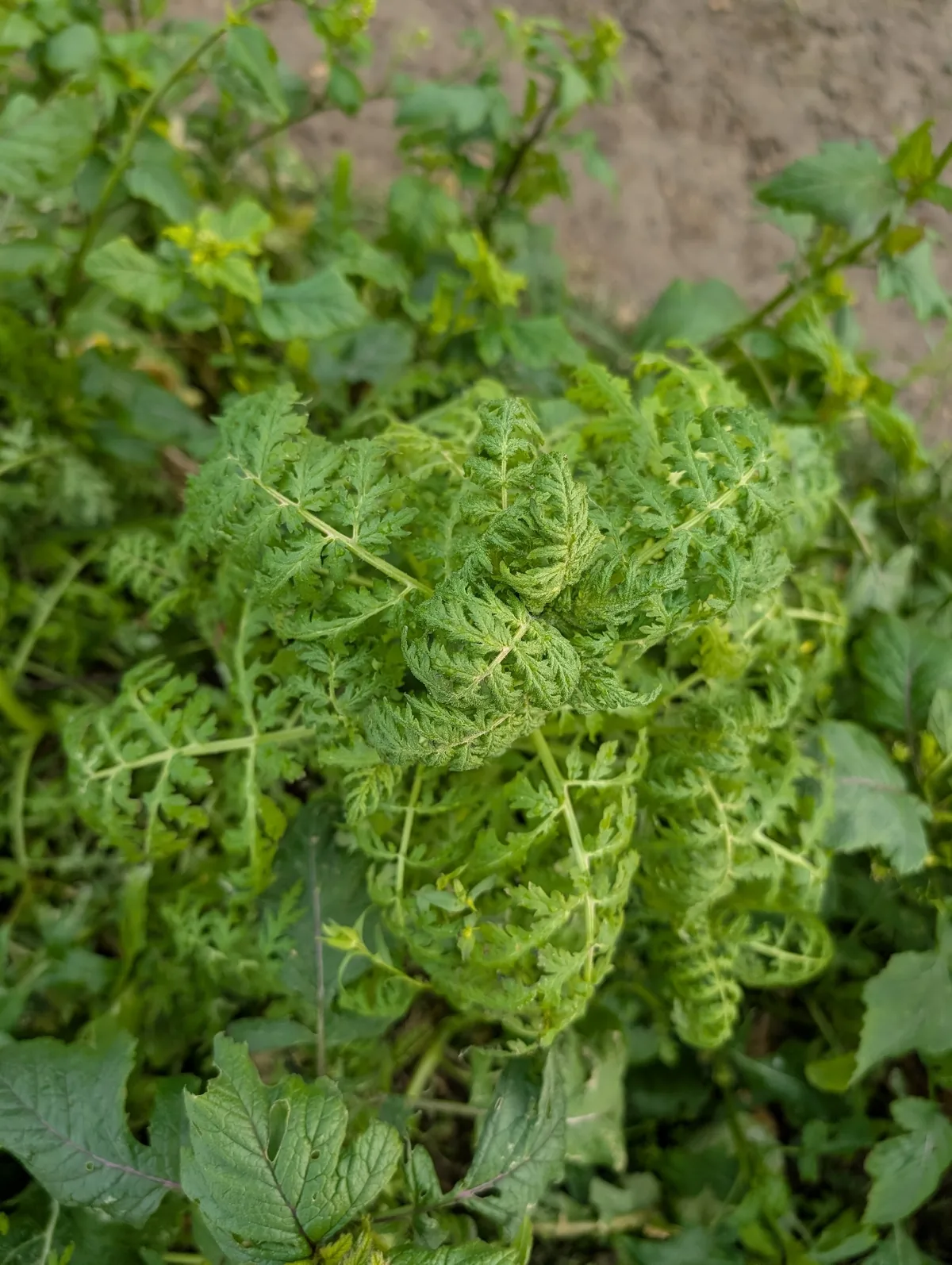 Phacelia (Phacelia tanacetifolia), photograph