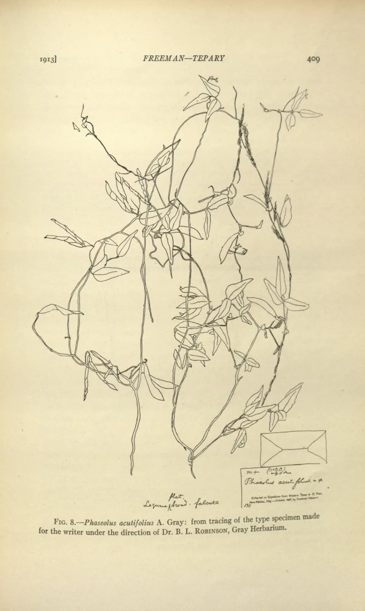 Tepary Bean (Phaseolus acutifolius), botanical illustration