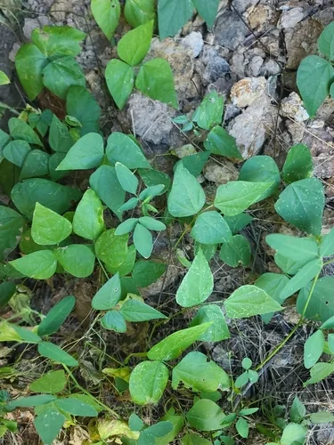 Tepary Bean (Phaseolus acutifolius), photograph