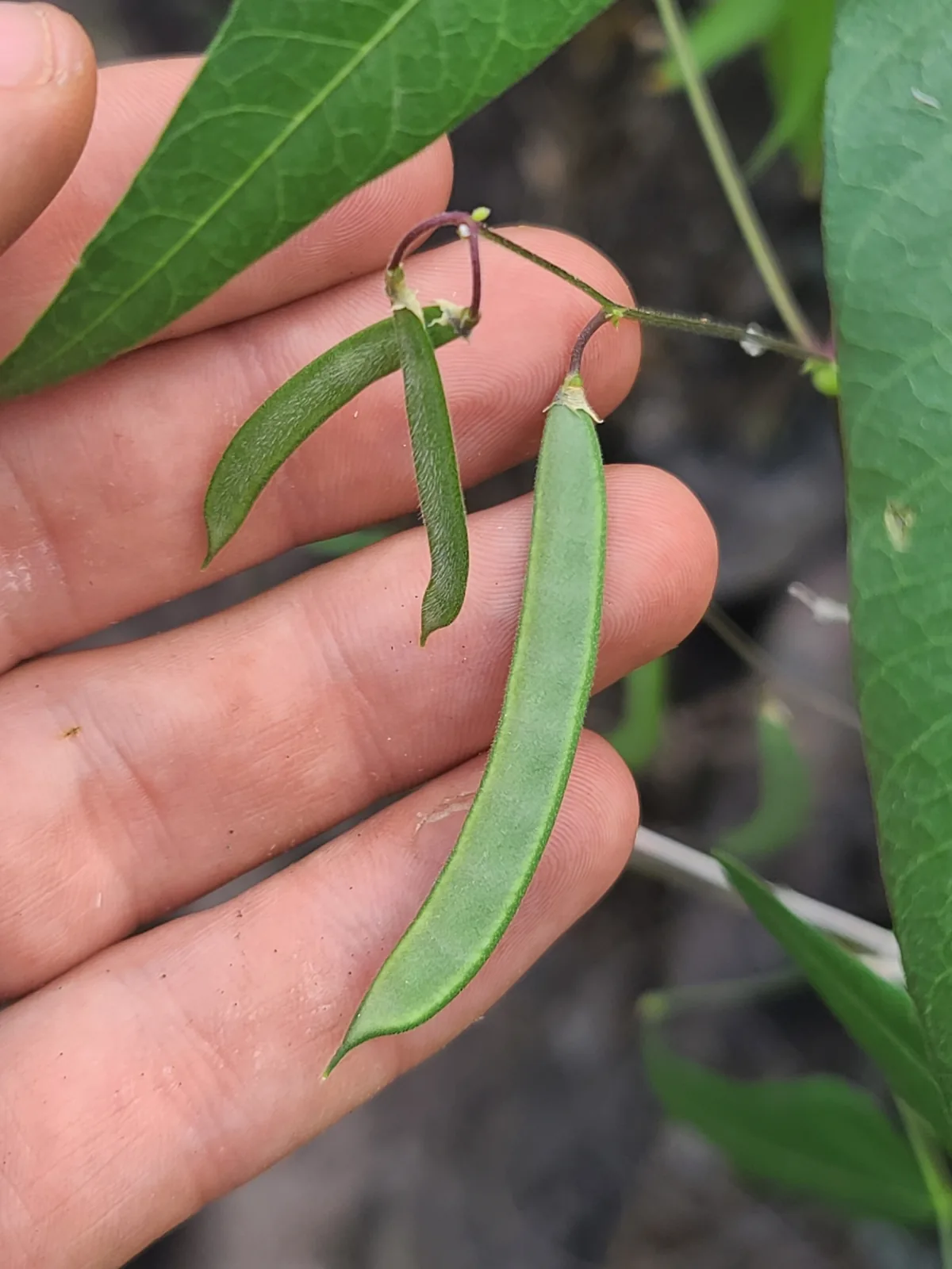 Photo: Daniel, via iNaturalist · CC0 · via GBIF tepary bean (Phaseolus acutifolius), photograph