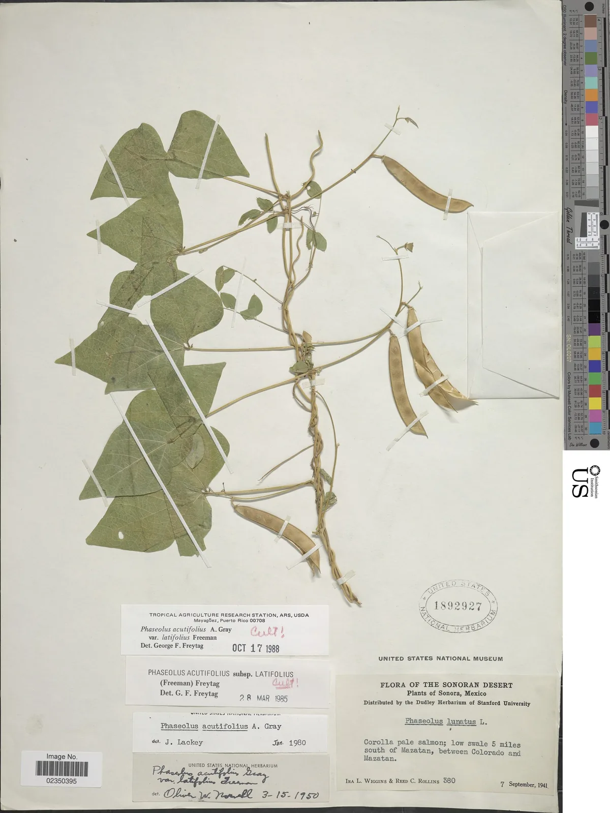 Tepary Bean (Phaseolus acutifolius), photograph