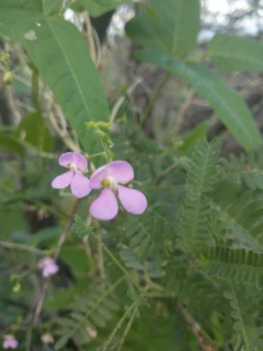 Photo: no rights reserved · cc0 · via iNaturalist Tepary Bean (Phaseolus acutifolius), photograph