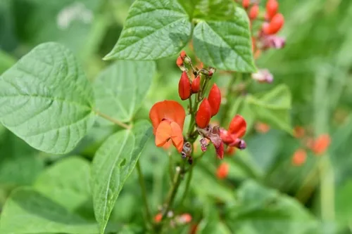 scarlet runner bean (Phaseolus coccineus), photograph