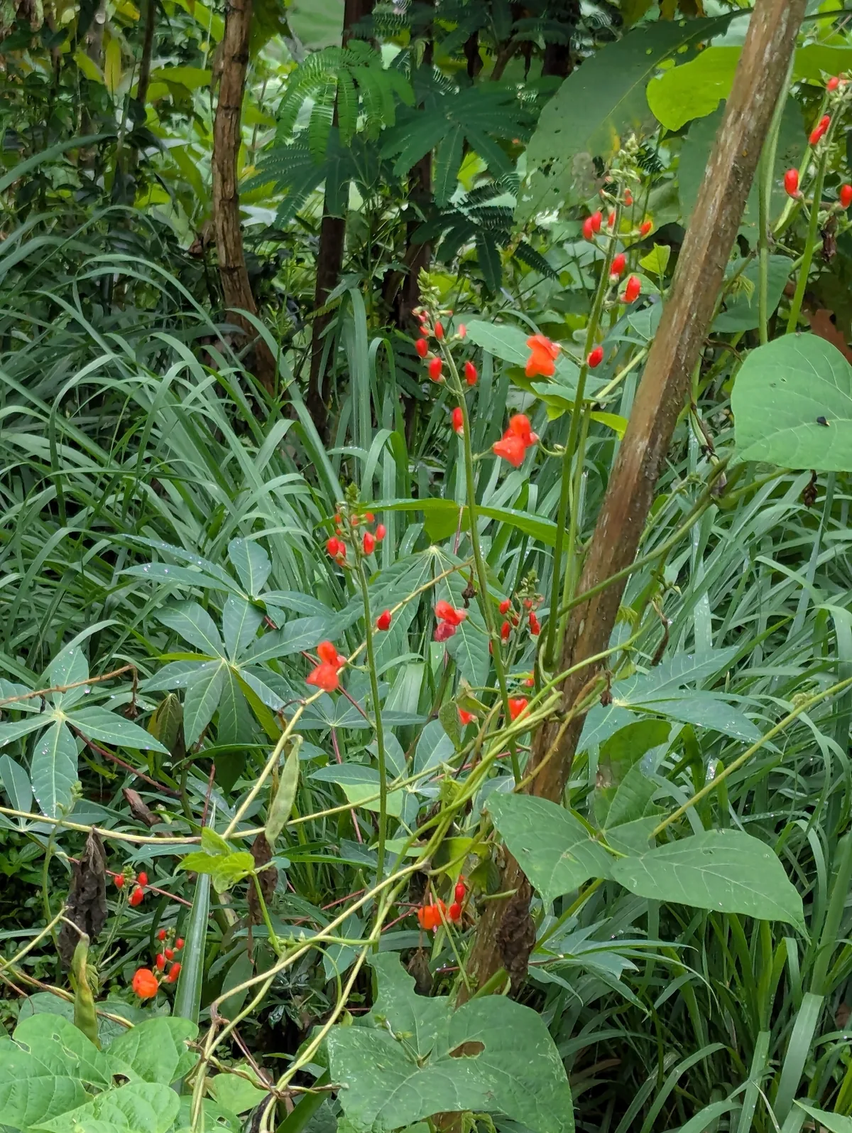 scarlet runner bean (Phaseolus coccineus), photograph