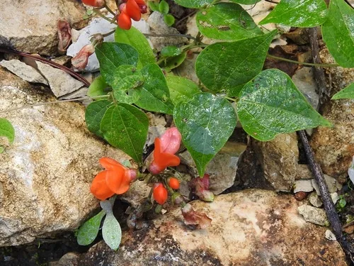 scarlet runner bean (Phaseolus coccineus), photograph