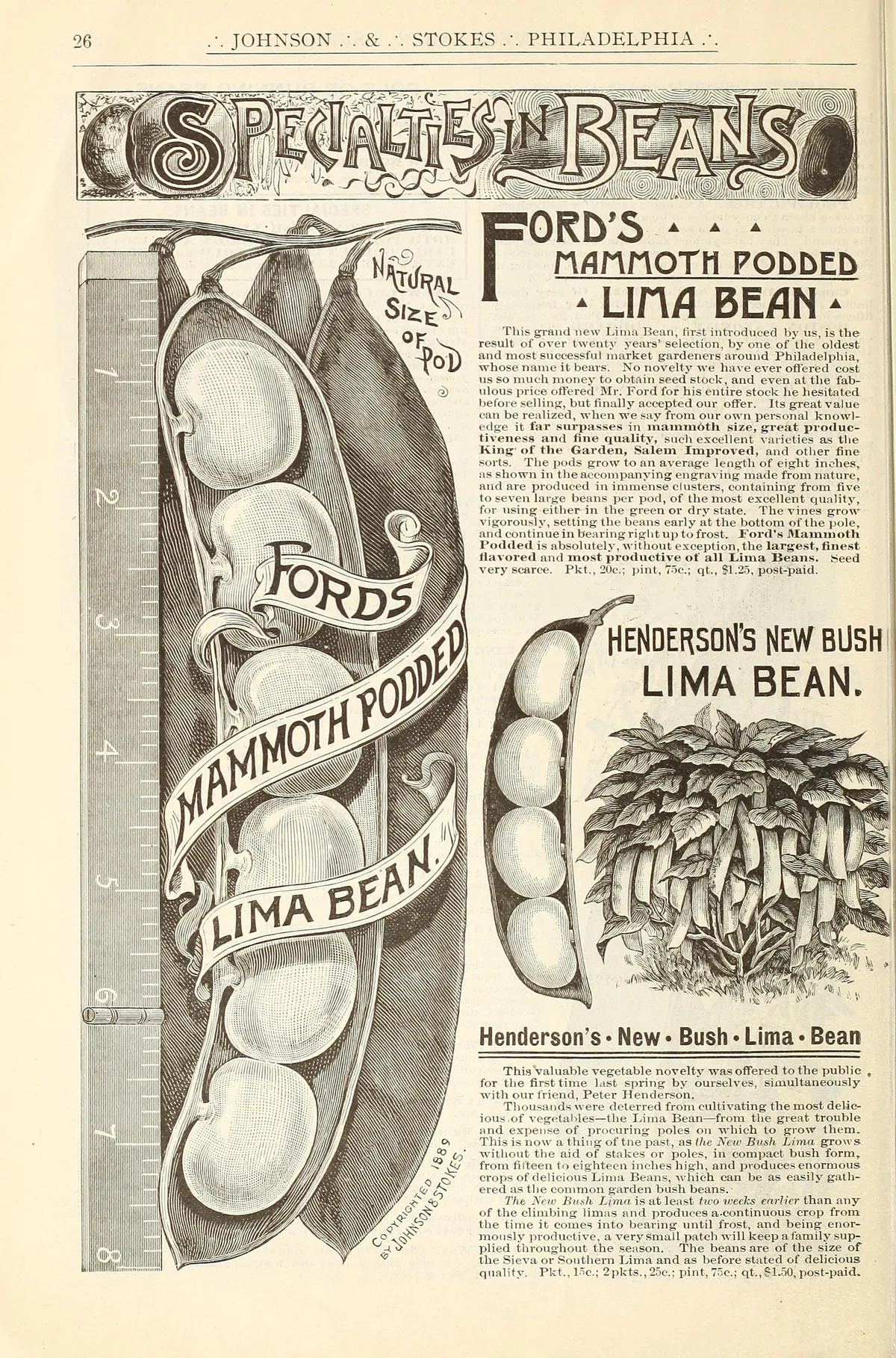 Lima Bean (Phaseolus lunatus), botanical illustration