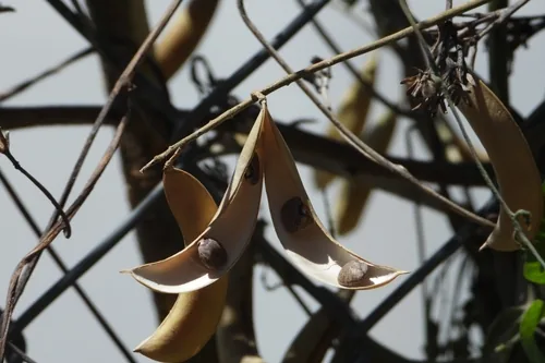 Lima Bean (Phaseolus lunatus), photograph