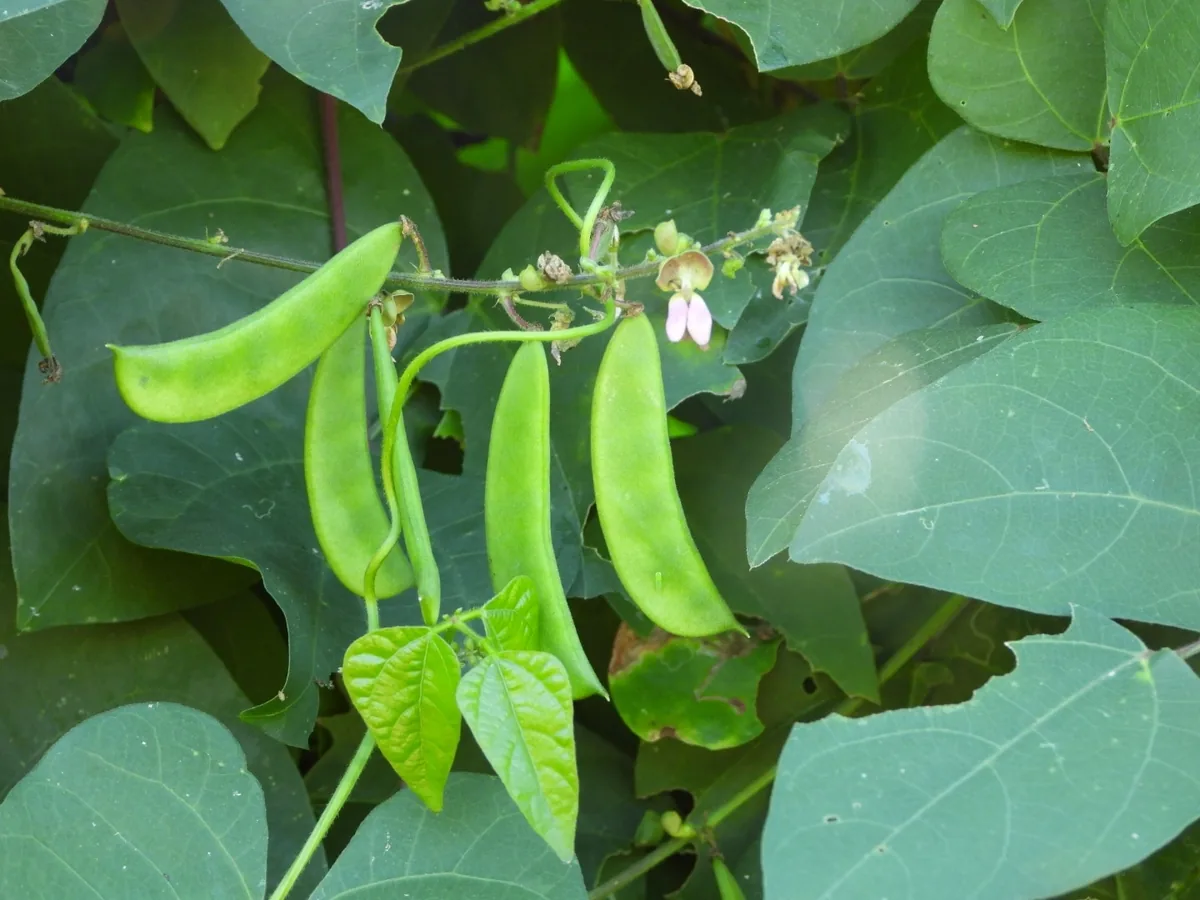 Photo: Sinaloa Silvestre, via iNaturalist · CC0 · via GBIF lima bean (Phaseolus lunatus), photograph