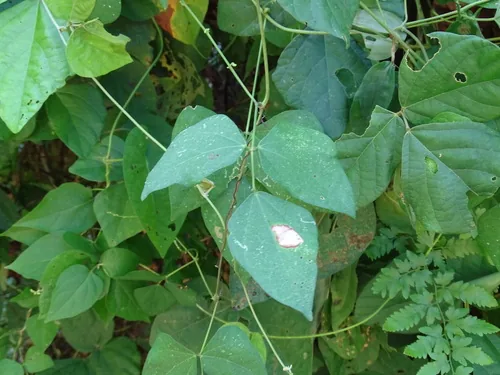 Photo: (c) Alexis López Hernández, some rights reserved (CC BY) · cc-by · via iNaturalist Lima Bean (Phaseolus lunatus), photograph