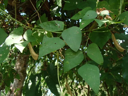 Lima Bean (Phaseolus lunatus), photograph