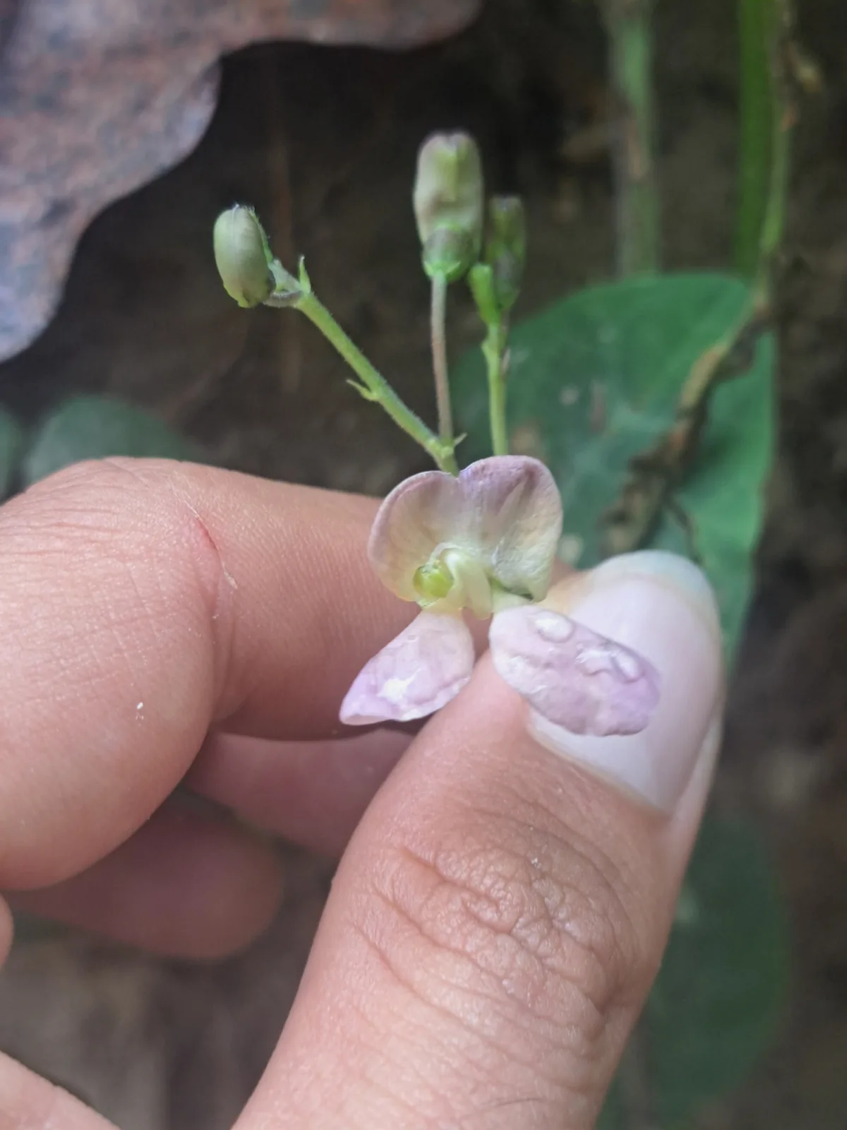 Dragon Tongue Bean (Phaseolus vulgaris 'Dragon Tongue'), photograph