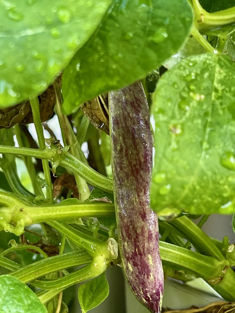 Photo: F. Delventhal (krossbow), via Flickr · CC BY 2.0 · via Flickr dragon tongue bean (Phaseolus vulgaris 'Dragon Tongue'), photograph