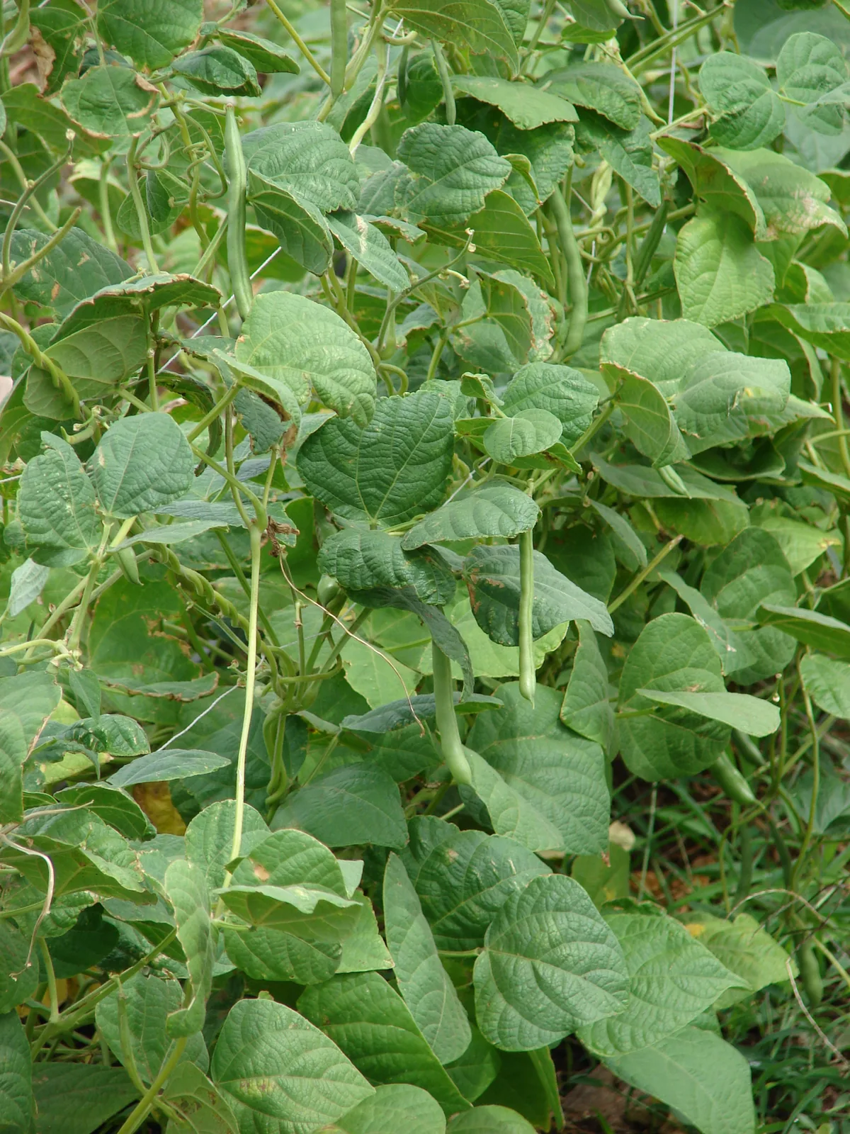 Photo: Forest and Kim Starr, CC BY 3.0 US, via Wikimedia Commons · CC BY 3.0 us · via Wikimedia Commons Pole Bean (Phaseolus vulgaris), photograph