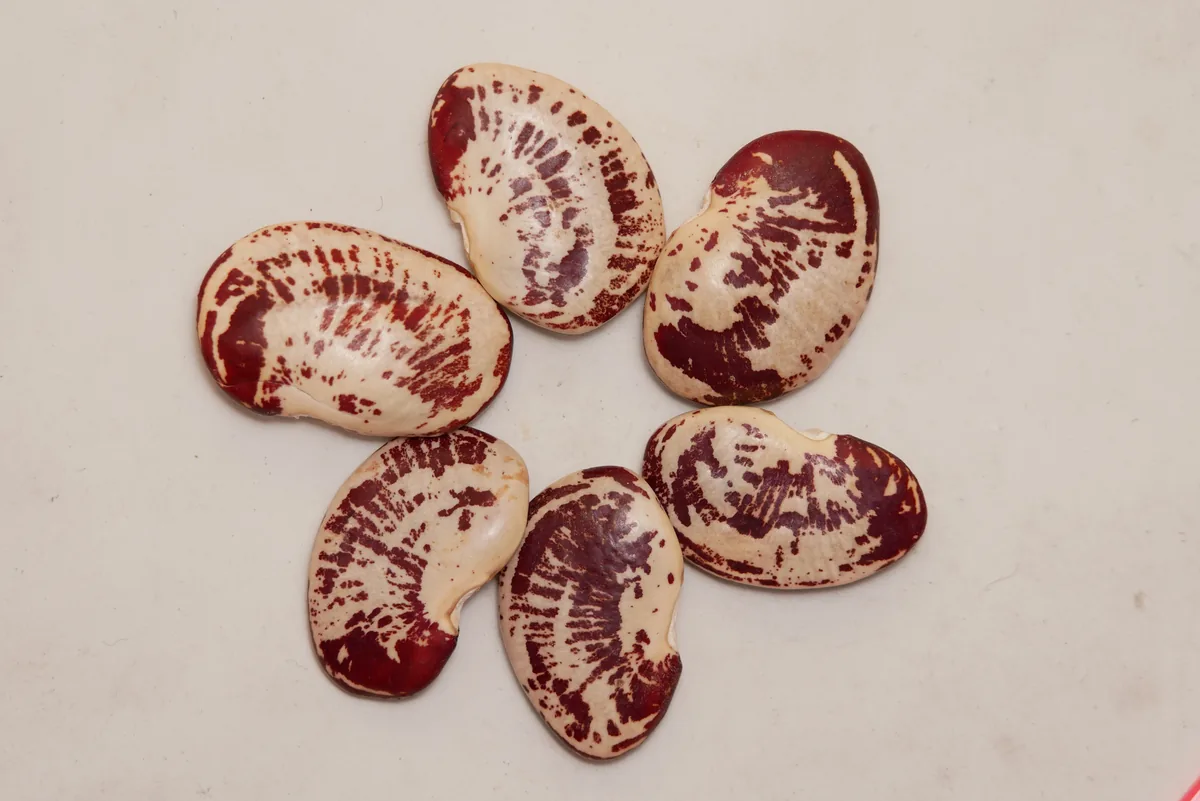 Photo: 无情介壳虫, via Wikimedia Commons · CC BY-SA 4.0 · via Wikimedia Commons Dry Bean (Phaseolus vulgaris), photograph
