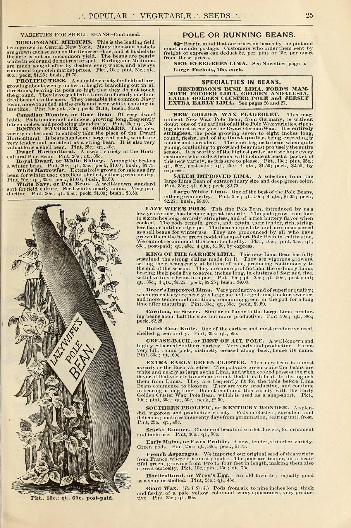 Dragon Tongue Bean (Phaseolus vulgaris 'Dragon Tongue'), botanical illustration