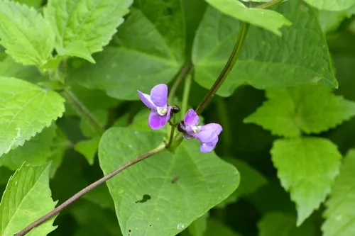 Dry Bean (Phaseolus vulgaris), photograph