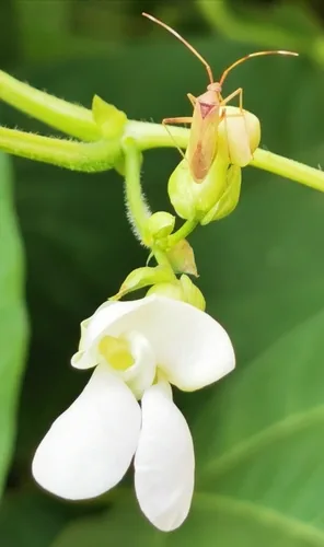 Dry Bean (Phaseolus vulgaris), photograph