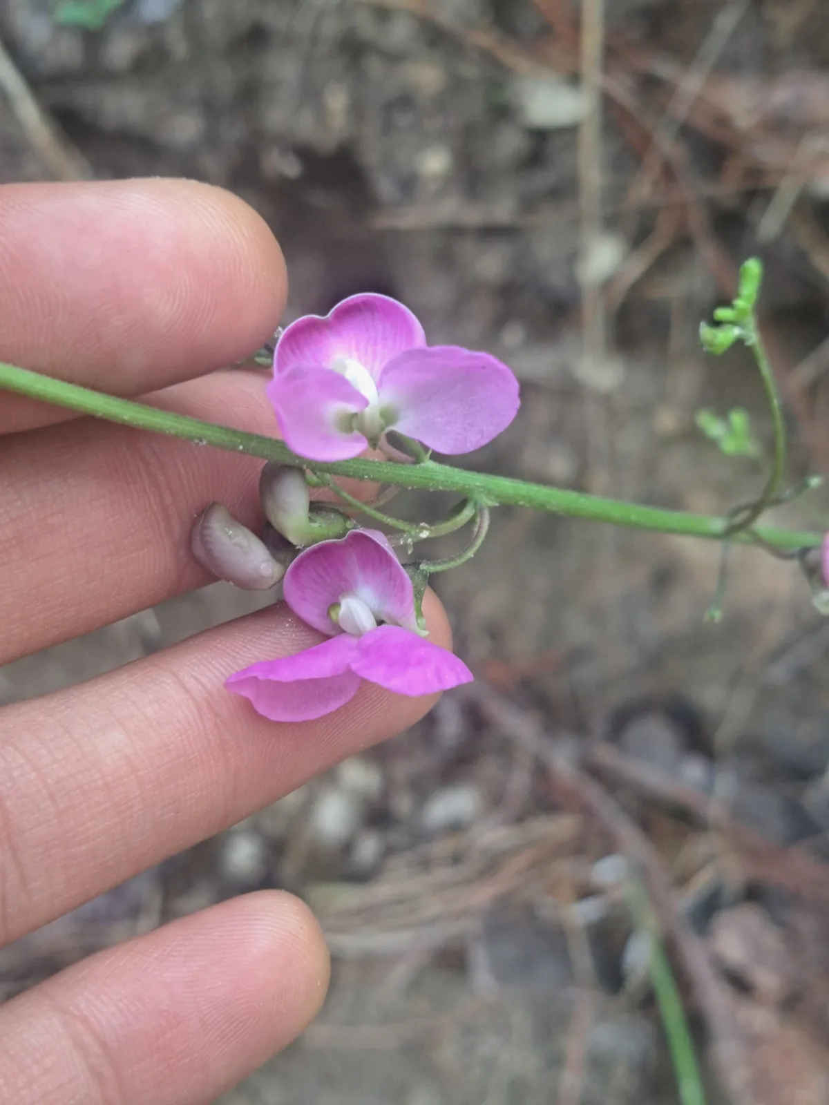 Dragon Tongue Bean (Phaseolus vulgaris 'Dragon Tongue'), photograph