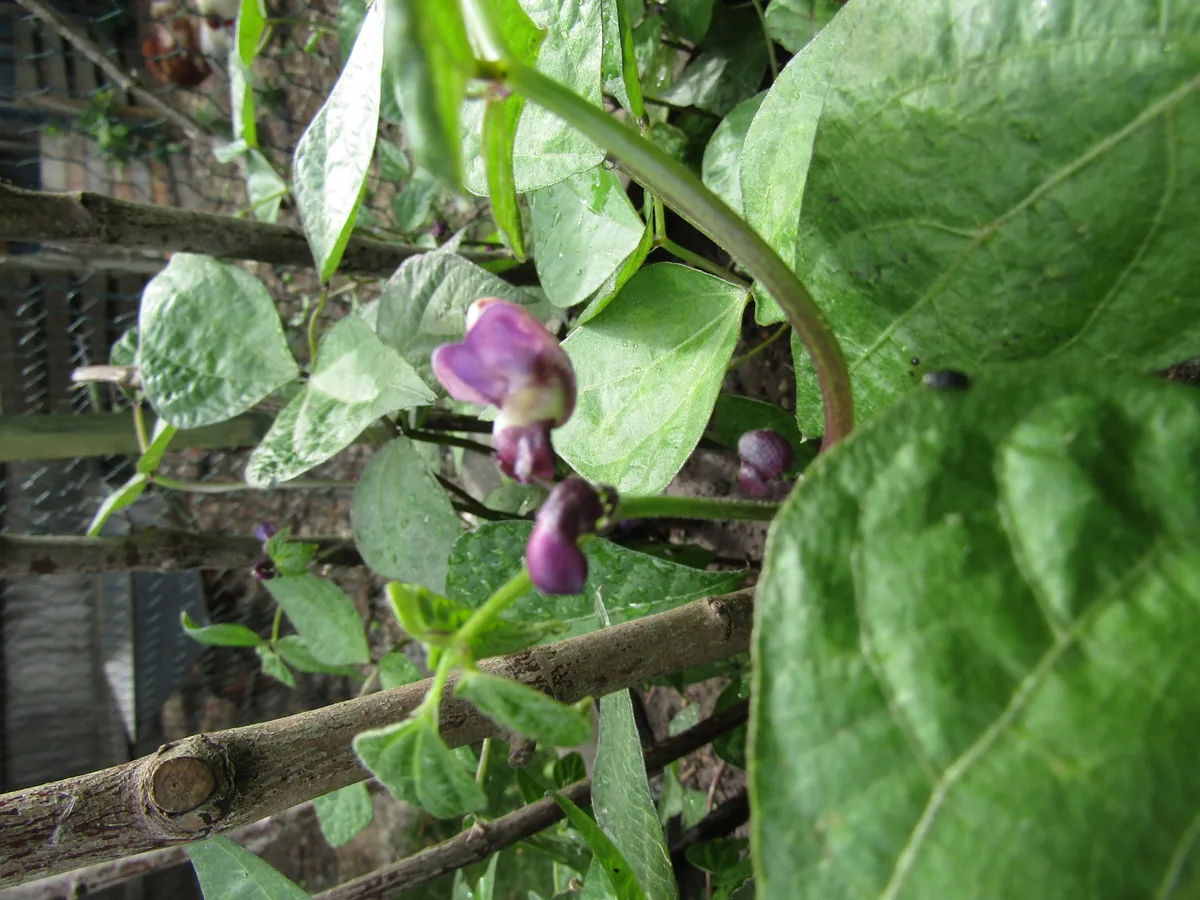 Dragon Tongue Bean (Phaseolus vulgaris 'Dragon Tongue'), photograph