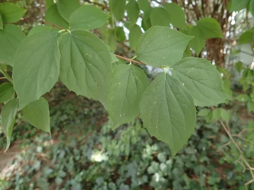 mock orange (Philadelphus coronarius), photograph
