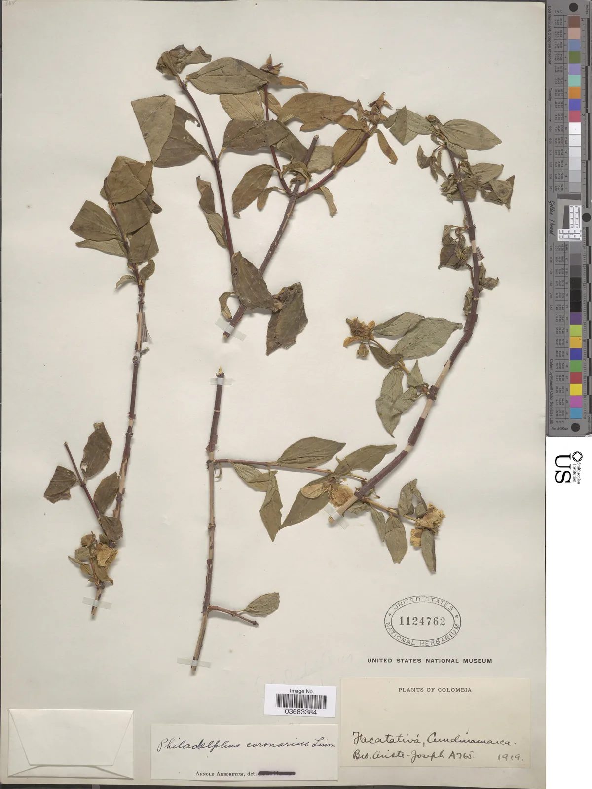 mock orange (Philadelphus coronarius), photograph