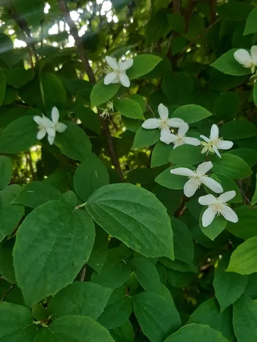 mock orange (Philadelphus coronarius), photograph