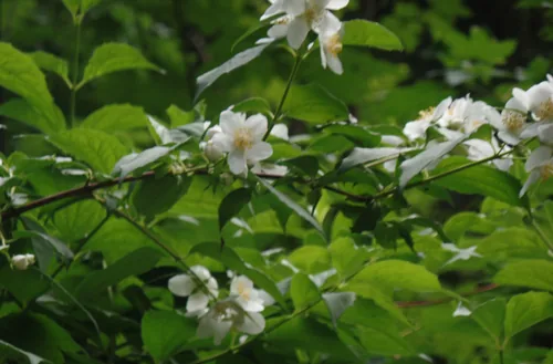 mock orange (Philadelphus coronarius), photograph