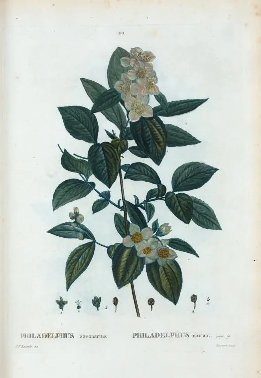 Illustration: Pierre-Joseph Redouté · Public domain · via Wikimedia Commons mock orange (Philadelphus coronarius), botanical illustration