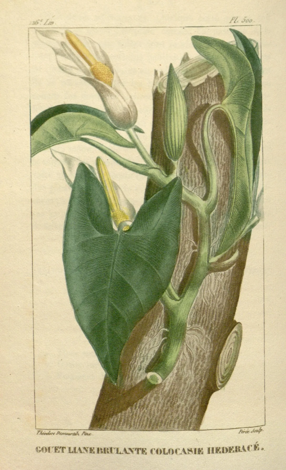 Philodendron (Philodendron hederaceum), botanical illustration