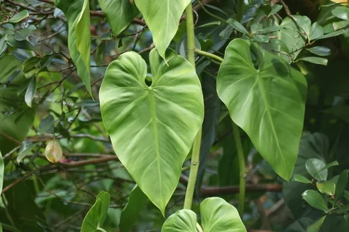 Photo: (c) Damien Wallace, some rights reserved · CC BY · via iNaturalist philodendron (Philodendron hederaceum), photograph