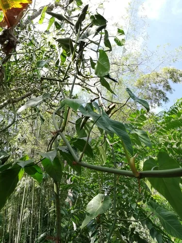 Philodendron (Philodendron hederaceum), photograph