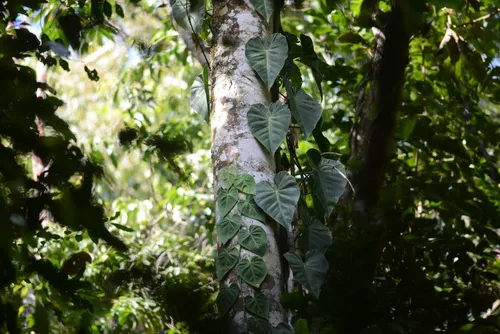 Philodendron (Philodendron hederaceum), photograph