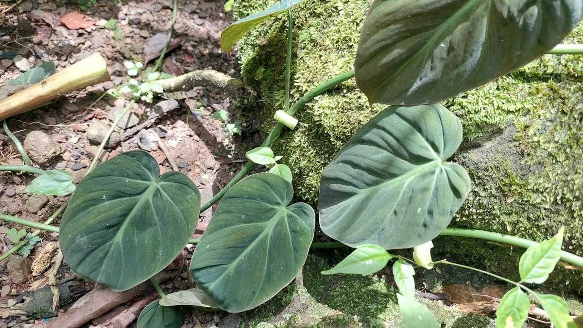 Philodendron (Philodendron hederaceum), photograph